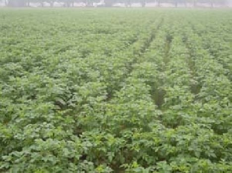 Fog breaking havoc on farmers